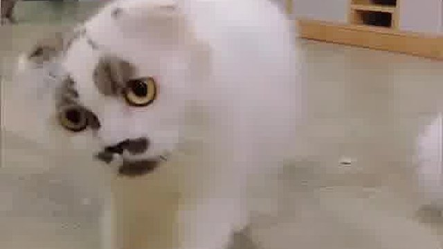 猫咪长了一张“人脸表情包”主人：不开心的人看到后都会笑