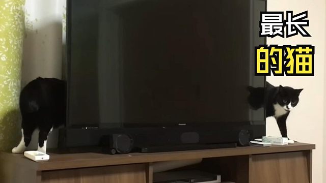 那些欢乐的动物视频！