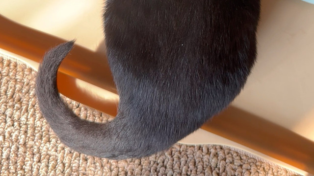 咪的天背影好像个大耗子