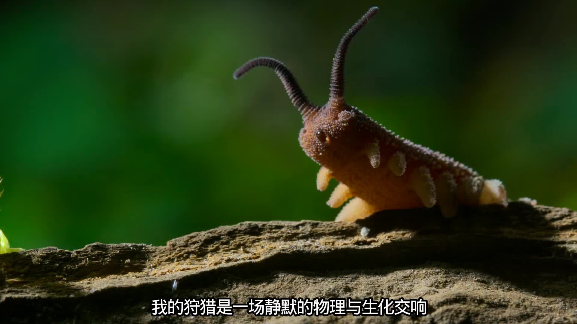 五亿年前活到至今的活化石—栉蚕