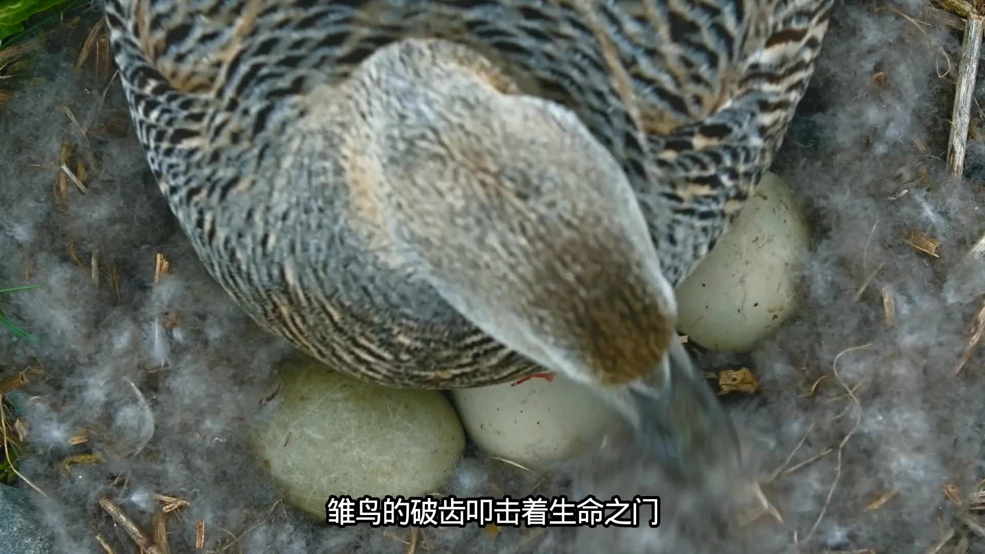 北极绒鸭母亲：以身为盾的育儿历程