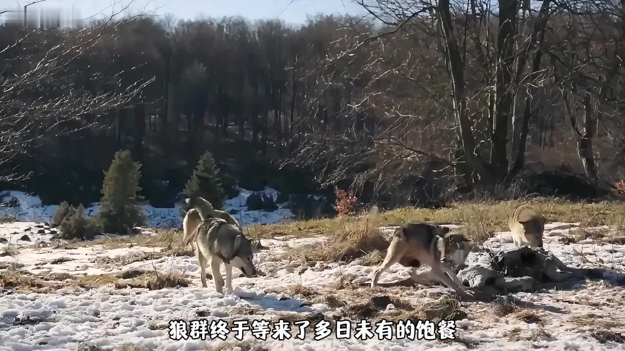 为了保住战利品，狼王孤身挑衅棕熊战死，母狼不离不弃雪地守护