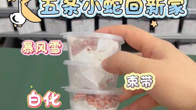 打包小蛇回新家有你喜欢的么