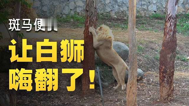 震惊！奶爸朝展区扔臭臭