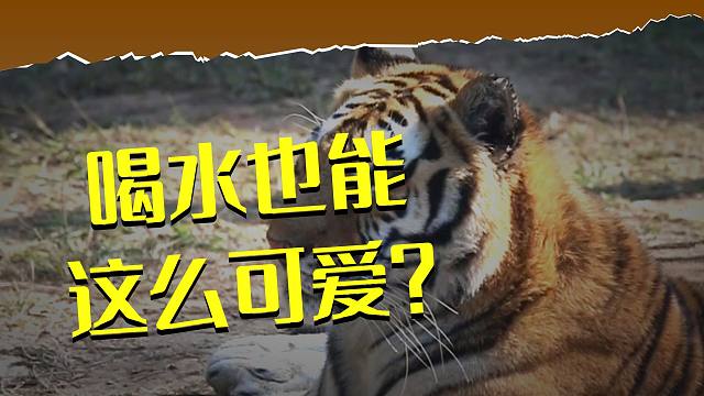 我是最棒的小猫