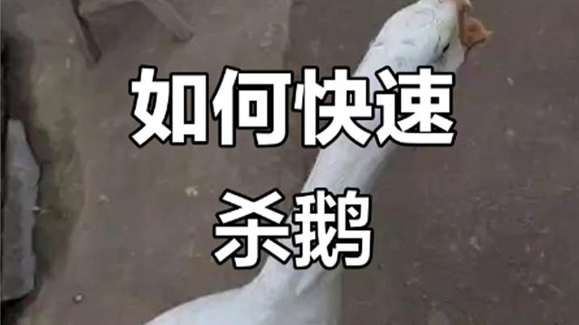 如何快速杀鹅