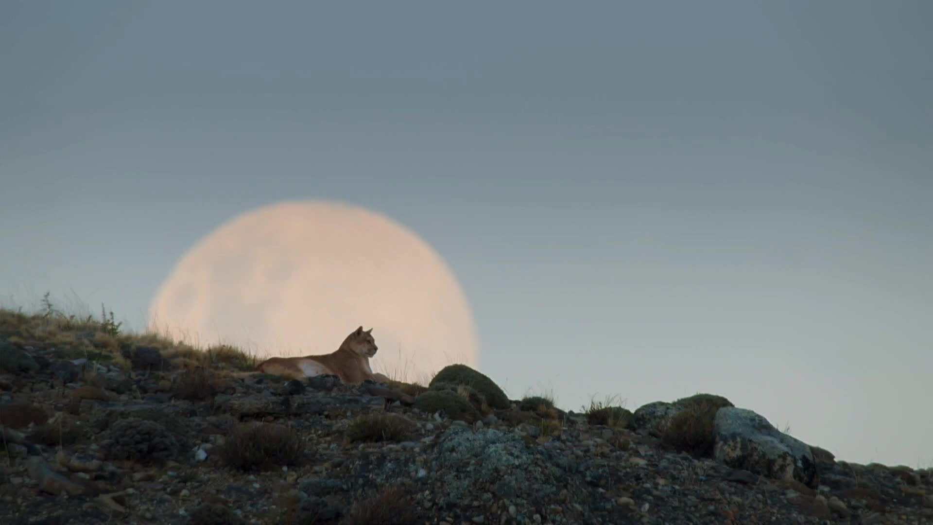 大暗雨燕向死而生，向生而飞！