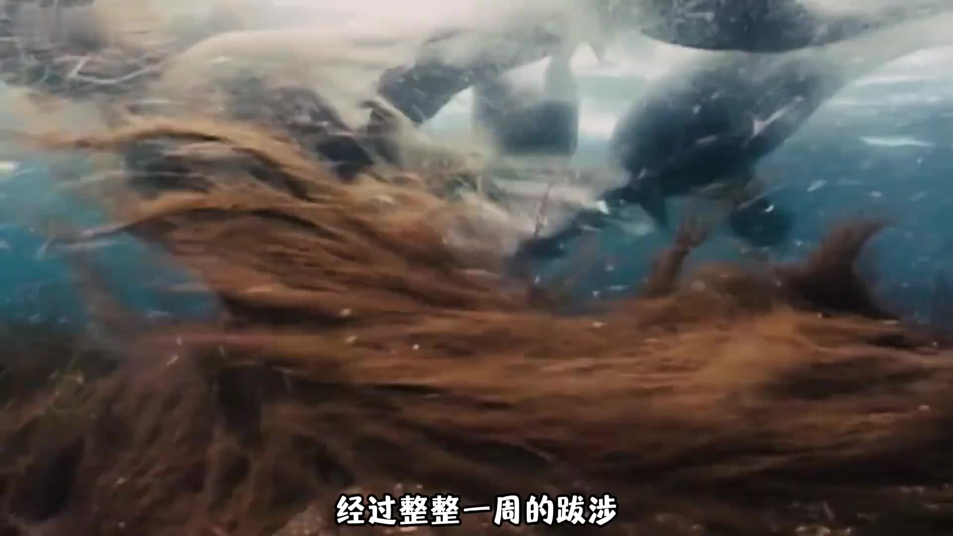 为了填饱肚子，北极熊单枪匹马闯进海象群，展开疯狂捕猎行动