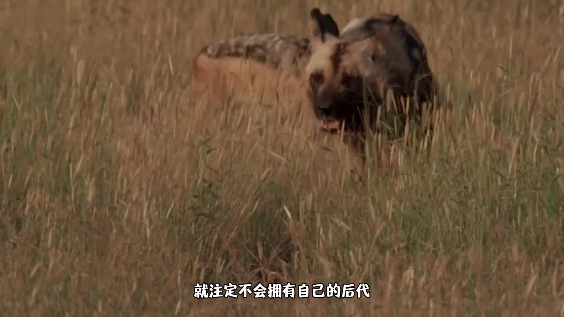 母爱泛滥的非洲野犬，强势霸占胡狼幼崽，只为将它们抚养长大