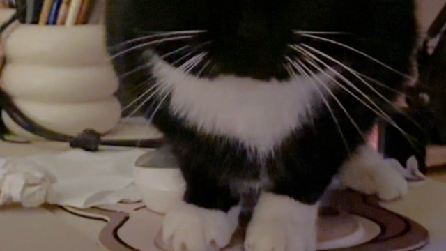 奶牛猫有很多，但是豆包只有一个