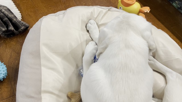 无需多么昂贵的玩具，这样一个寻常的夜晚，就是它知足的时刻
它的快乐，就藏在这份心无旁骛的安宁里