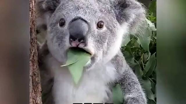 温馨提示，她是不会回复哥布林的