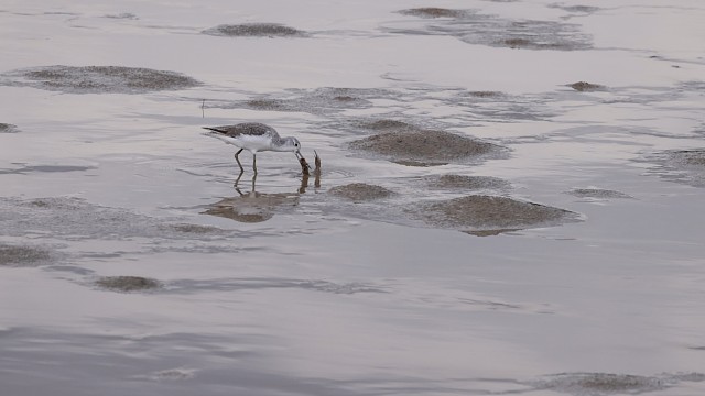 一只鹬鹬捕获了一条比它头还长的弹涂鱼