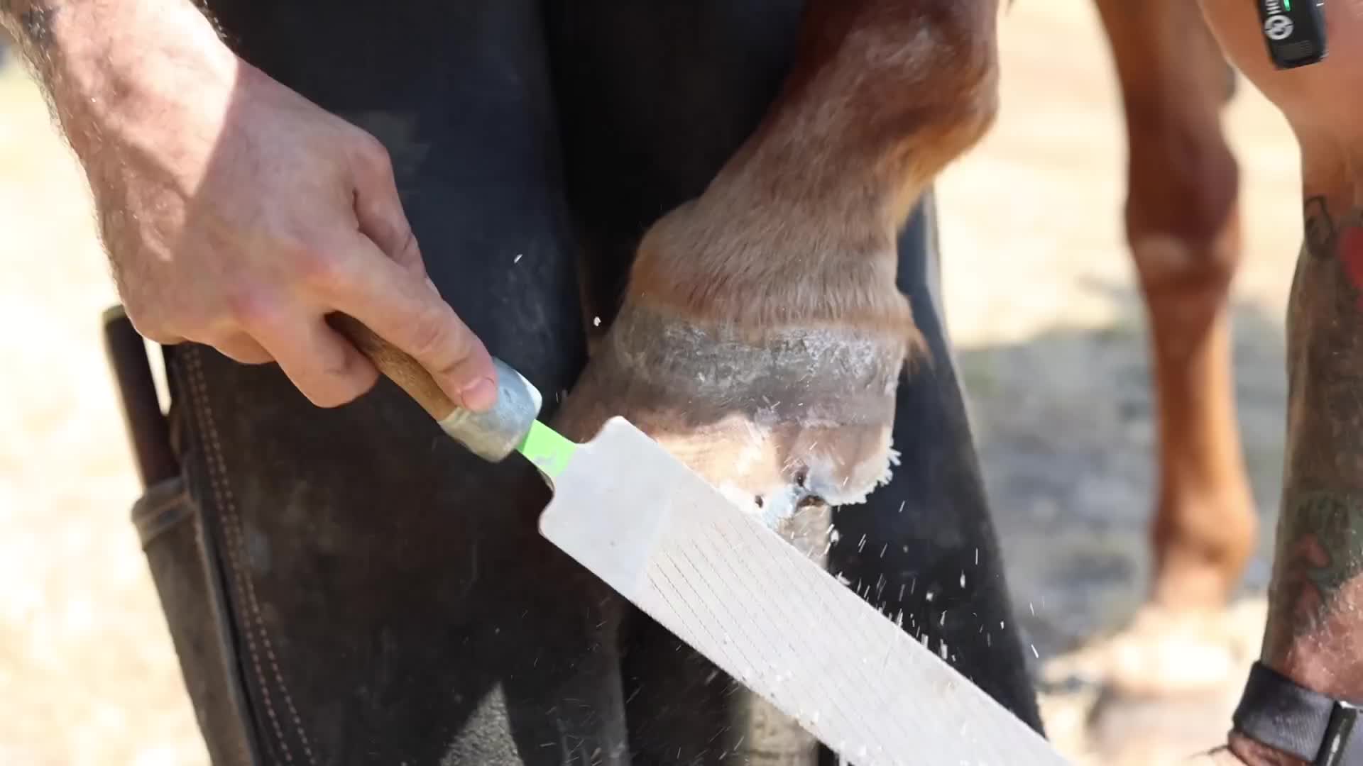 20260117 您需要看看疯狂的蹄修复！