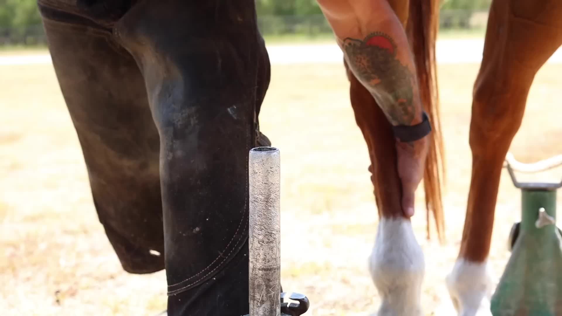 20260117 我修剪过的最糟糕的蹄子之一！