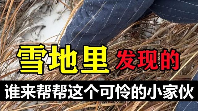 谁来帮帮这个小家伙