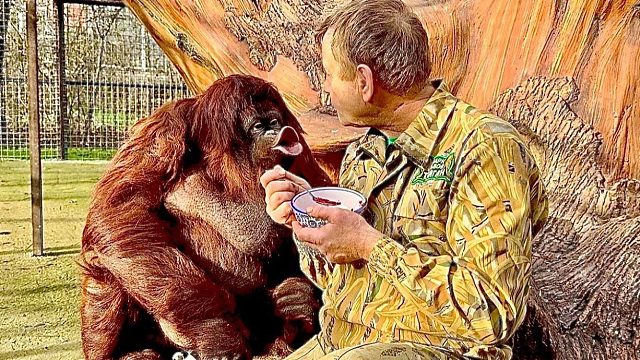 红毛猩猩“丹娜”喝汤：爸爸一口，我一口