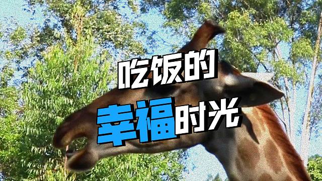 一起吃很多很多顿饭吧