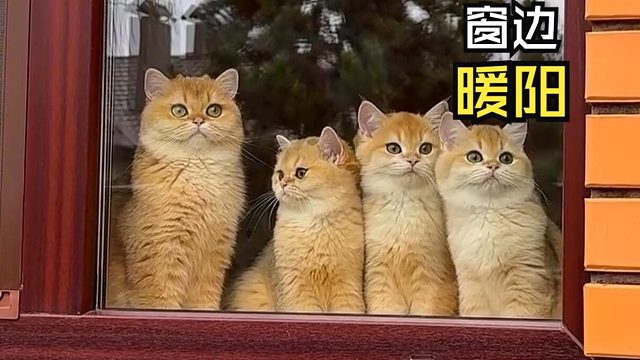 那些让人心情愉悦的动物视频！