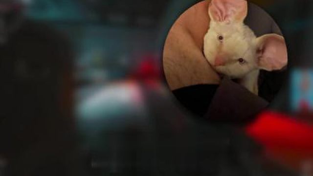 这次大红杯的牙我自己来拔