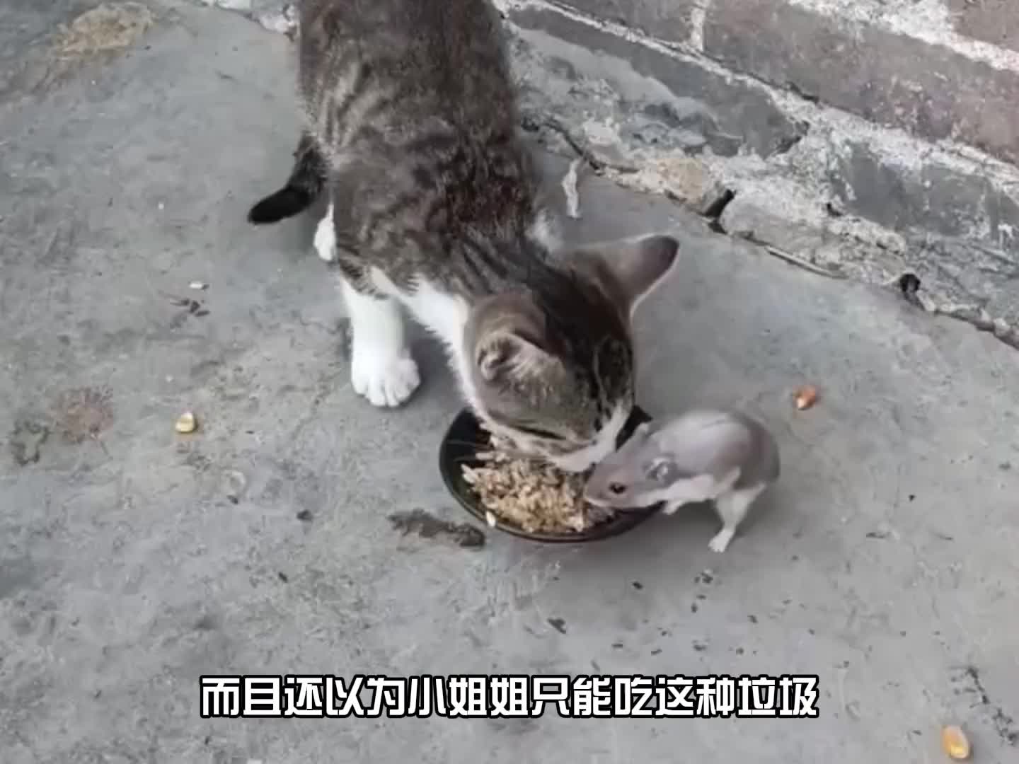 狸花猫为什么被称为丧彪