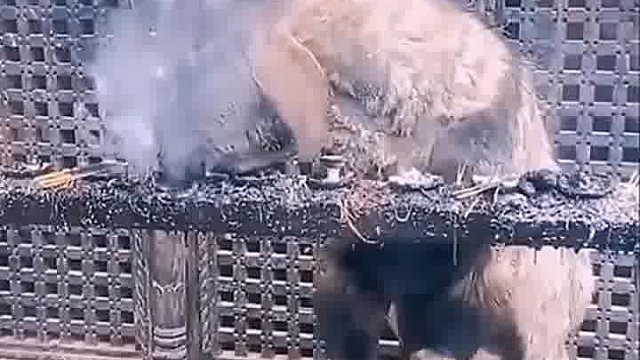 羊竟然也好这一口