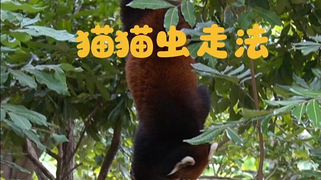 小小一棵树，轻松拿捏