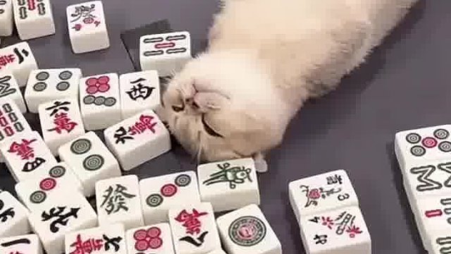 真正的技术来了