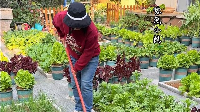 这样的小院是你喜欢的吗？