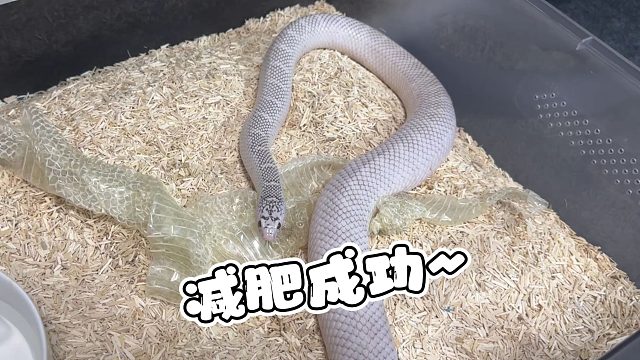 终于！终于我给自行车内胎减肥成功了