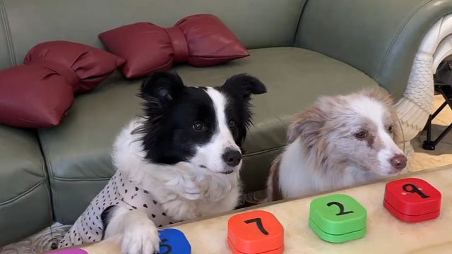 边牧软软的一天：除了打麻将，居然还会干这些！