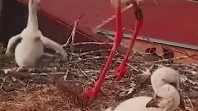 妈呀，你可真狠心