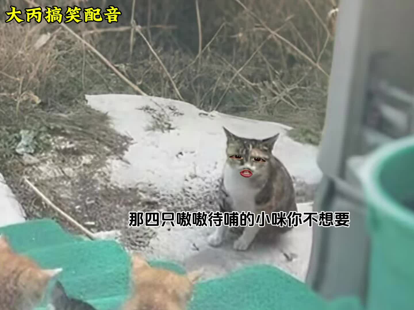 猫妈妈：狸花都是我的自留款了