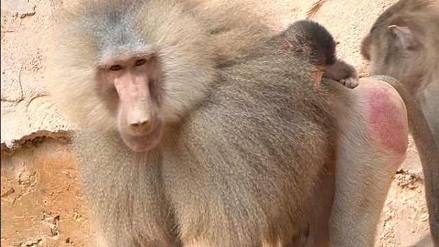 猴王有小宝宝啦宝贝的不行