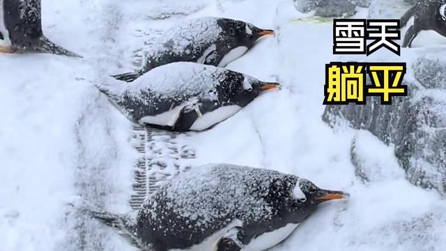 那些有爱的动物视频！