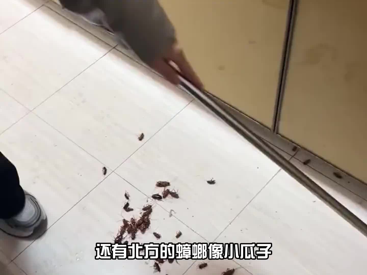 南方除了人长不大 其他东西都超大