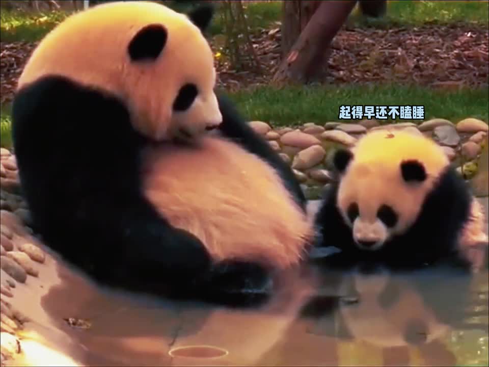 猪八戒做梦娶媳妇，净想美事！