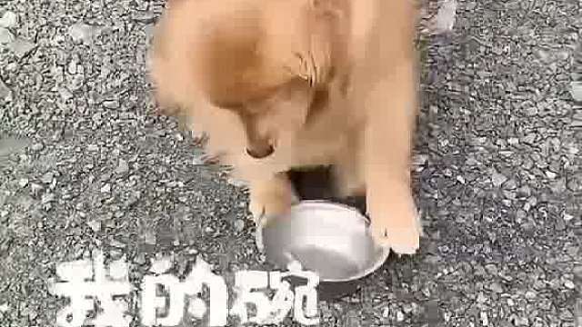 主人玩烟花去炸狗盆给玩坏了，狗子气得去摔主人的碗，最后它还开心的笑了