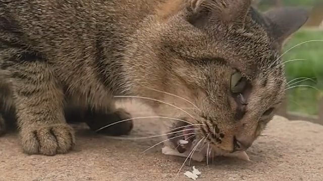 流浪猫泛滥的真相：好心人的投喂，是邻居的灾难！