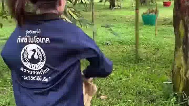 注意看这就是摘榴莲的方式