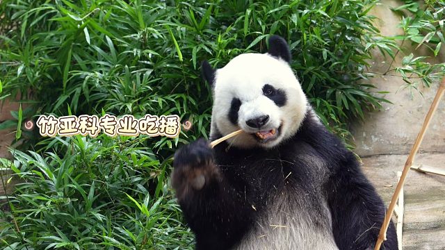 【海野萌兽美食家实录】原来动物才是生活的“嚼嚼”者