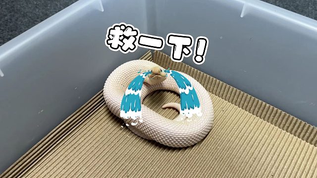 小白蛇鼻子被泥土堵死主人被迫上手抢救