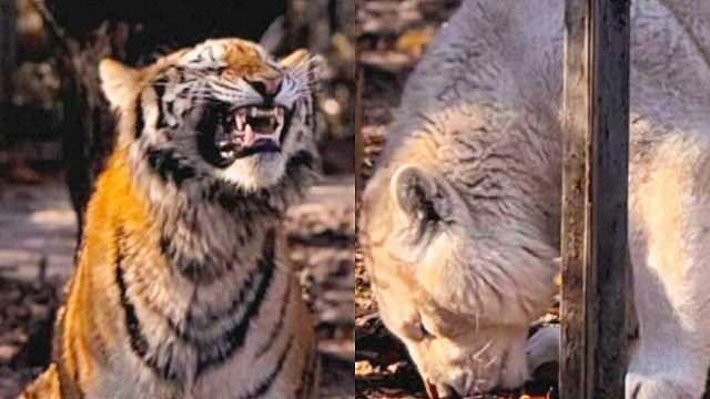 春天来了，少年狮子老虎们对爱情充满好奇