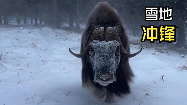 那些治愈的动物视频！