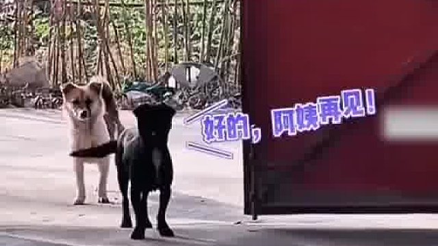 狗狗之间的友情就是这么简单又真诚……像极了小时候串门的我