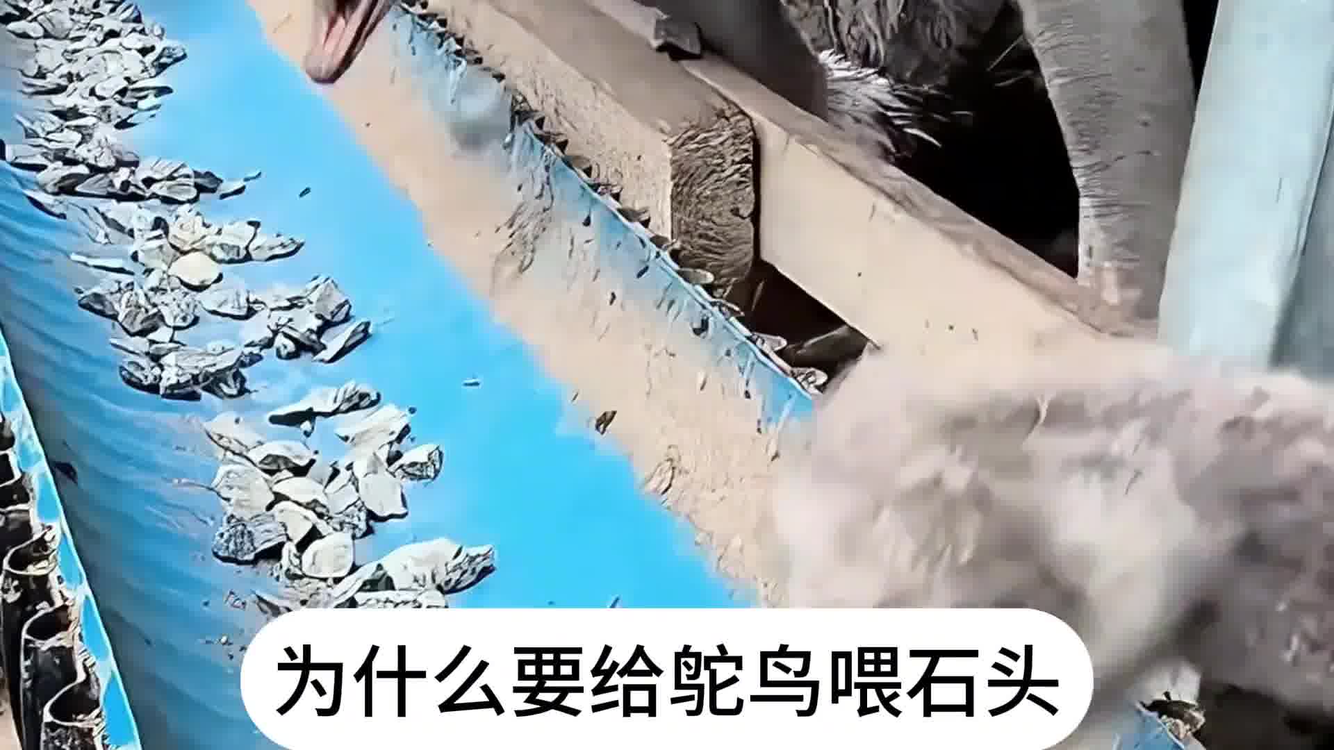 飞行员身上为什么不能有伤疤