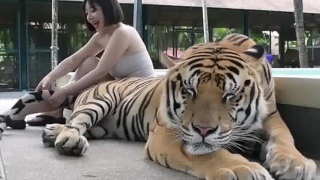 老虎屁股摸不得