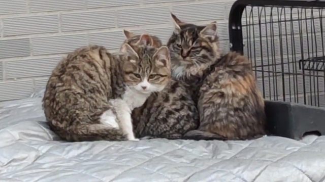 别被滤镜骗了！真实的流浪猫：脏、臭、还爱搞破坏…