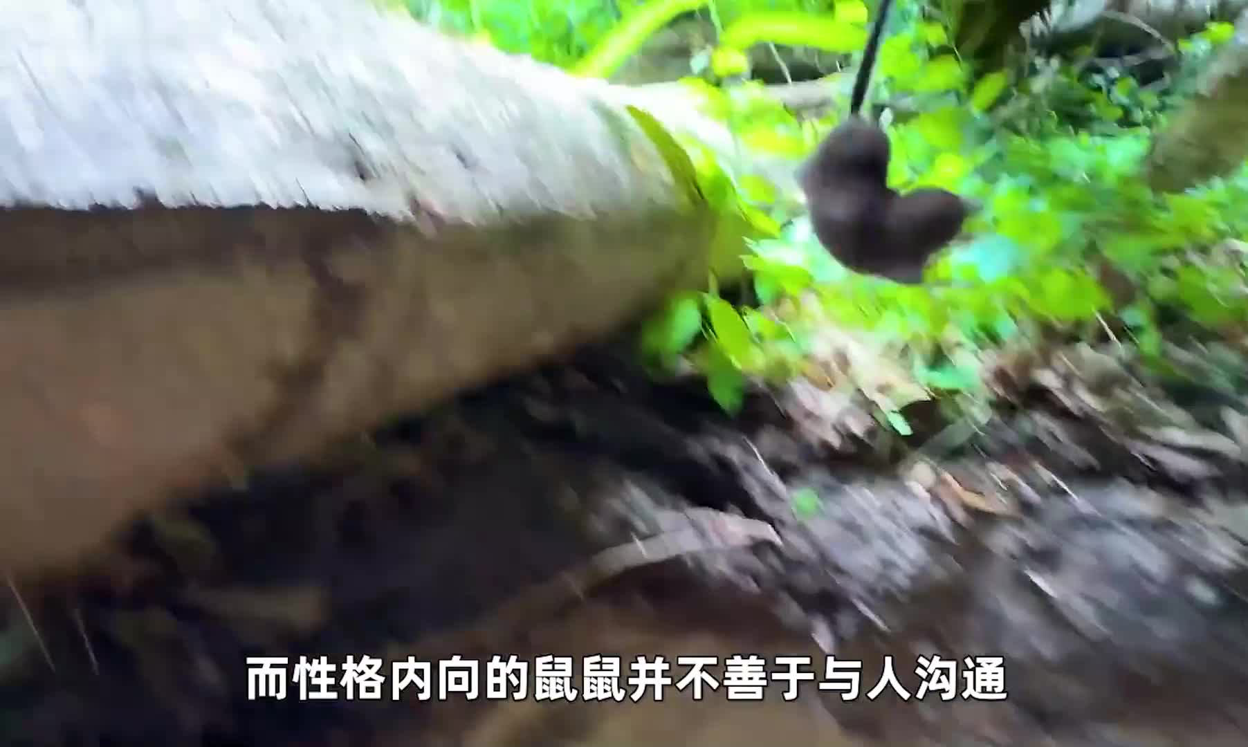 如果你在睡前刷到这条视频~那我祝你美美进入梦乡~ (1)