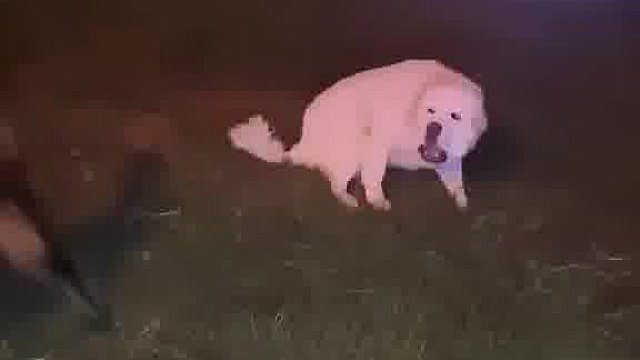 两条狗试探时被人类打乱节奏 白狗马上变成受害者喊来主人 网友要不是看了好几遍就当真了